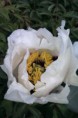 /album/kattas-blandade/pion-mobiltfn-annleundsp-110530-jpg/